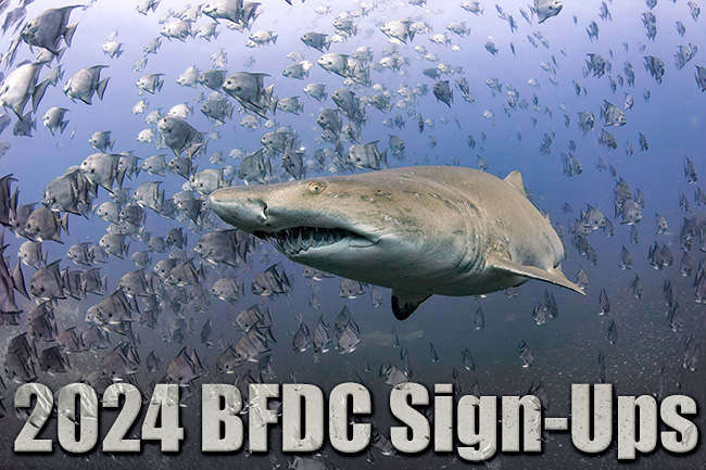 BFDC SIGNUPS
